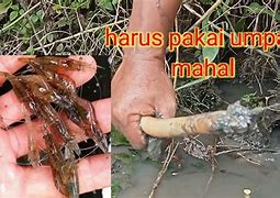 Mancing Belut Yang Susah Makan